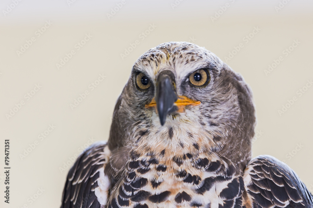 Obraz premium Eagle Crowned (Stepphanoaetus Coronatus), close up of head and wings,
