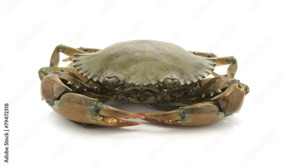 crab isolated on white background, sea food crab isolated on white background, sea food