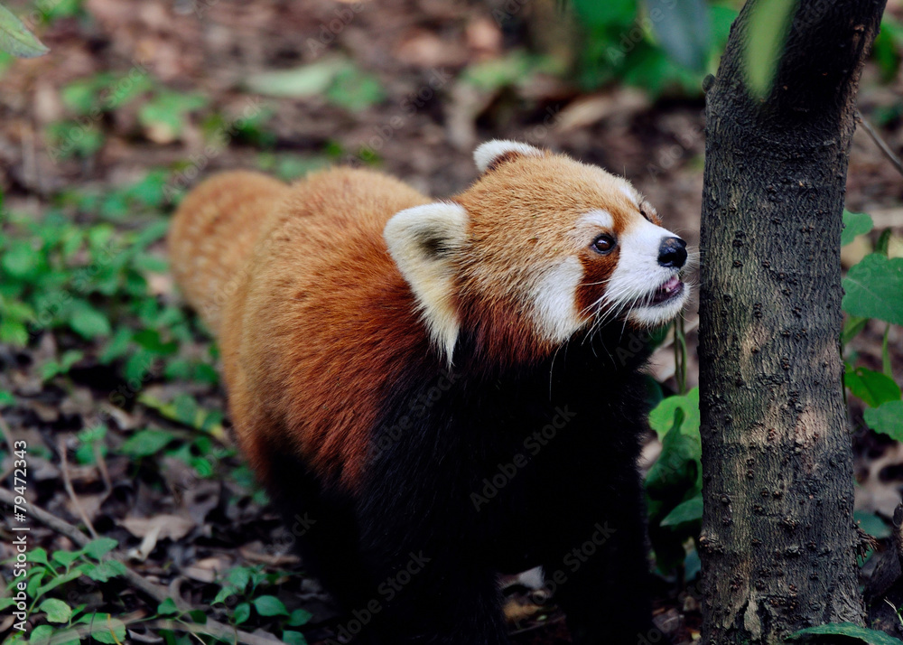 Naklejka premium A red panda looking up to the trees.