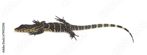 water monitor isolated on white background, lizard
