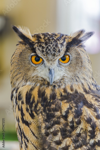 Eagle Owl  Eurasian eagle owl 
