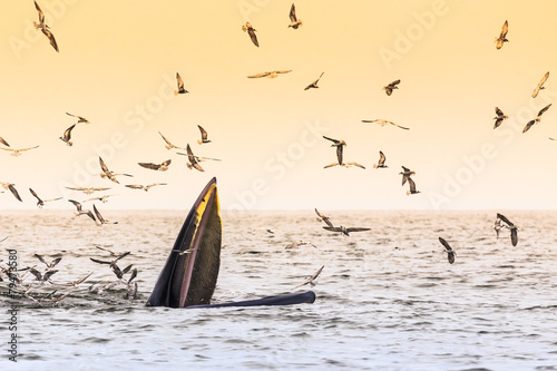 Bryde's whale, Eden's whale eating fish in the Gulf of Thailand. While many seagulls flying around,