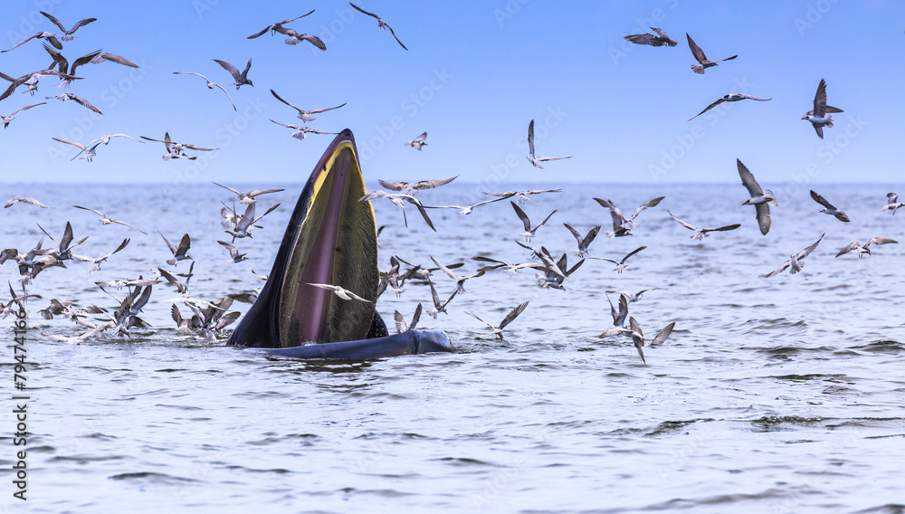 Fototapeta premium Bryde's whale, Eden's whale eating fish in the Gulf of Thailand. While many seagulls flying around,