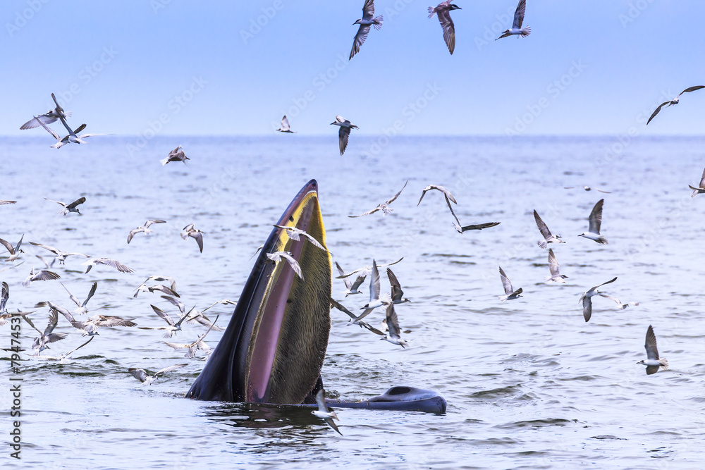 Naklejka premium Bryde's whale, Eden's whale eating fish in the Gulf of Thailand. While many seagulls flying around,
