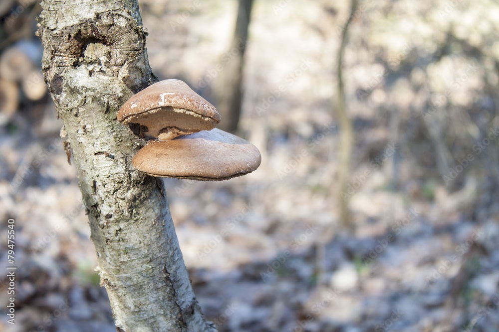 Naklejka premium Birch Polypore - Piptoporus betulinus on Birch tree