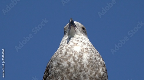 Kopf einer jungen Möwe photo