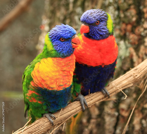 Obraz na plátně couple de loris arc-en-ciel