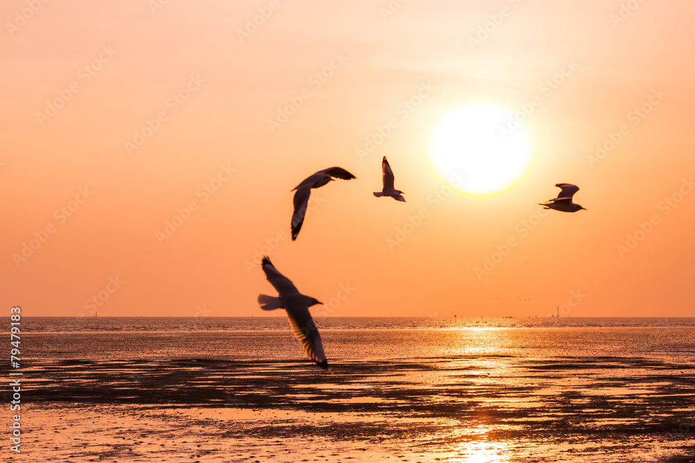 Naklejka premium seagull birds flying in sunset over the sea,