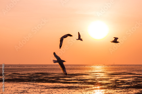 seagull birds flying in sunset over the sea 