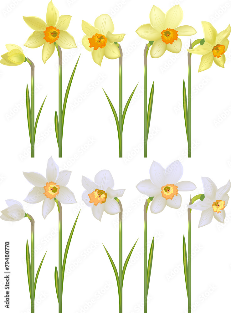 Set with white and yellow realistic daffodils Set with white and yellow realistic daffodils