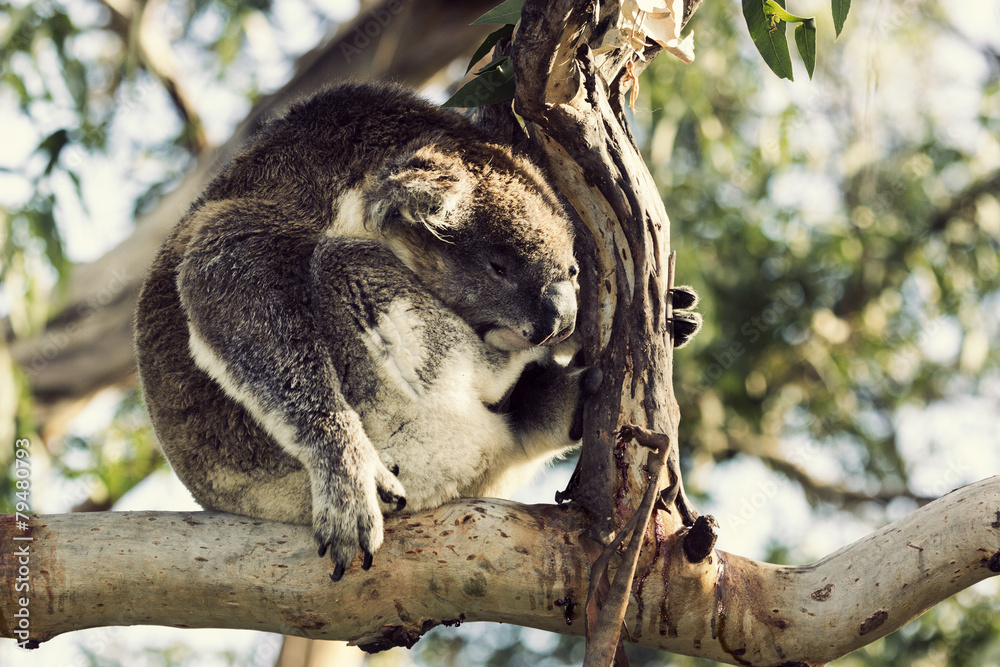 Fototapeta premium Sleepy koala