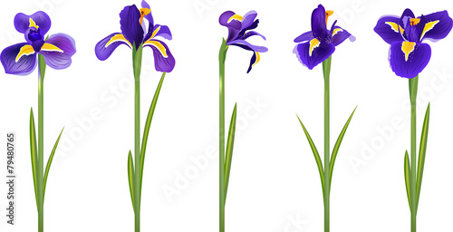 Fototapeta Set with five detailed irises