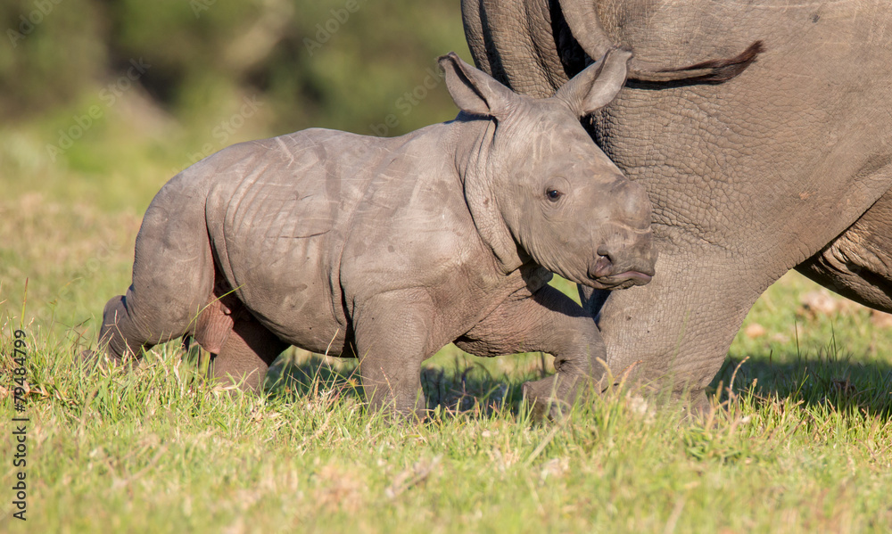 Cute Baby Rhino Cute Baby Rhino