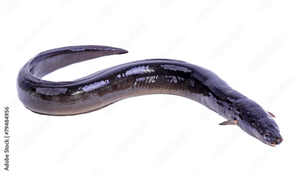 Obraz premium Eel fish isolated on white background