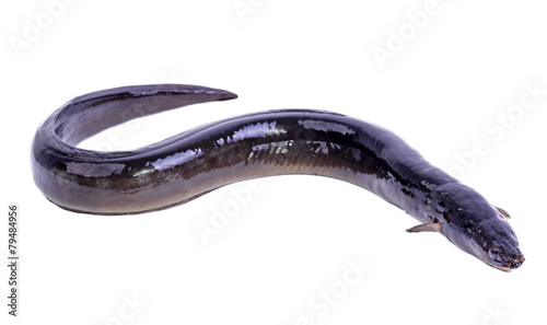 Eel fish isolated on white background photo