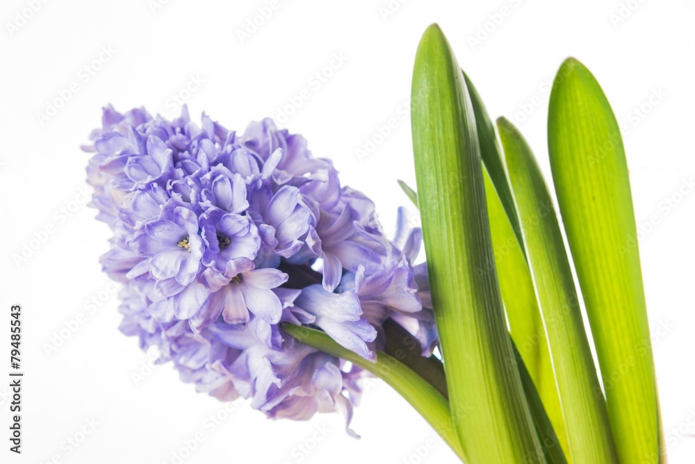 Obraz premium Hyacinth
