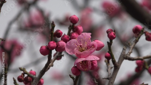 梅の花
