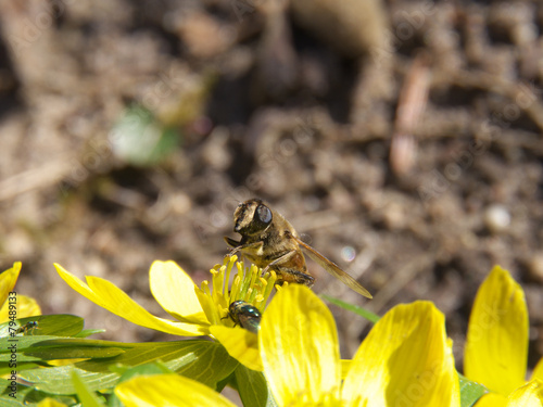 Biene auf Blume photo