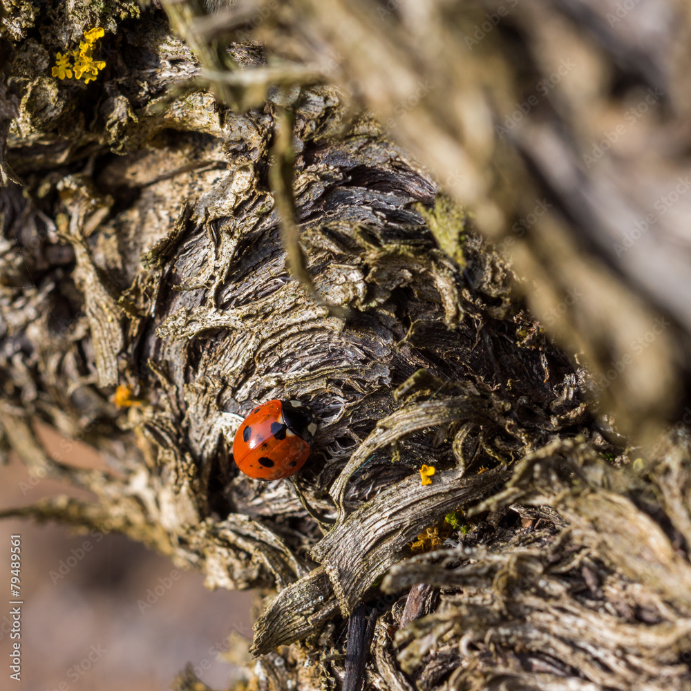 Naklejka premium coccinelle sur la vigne