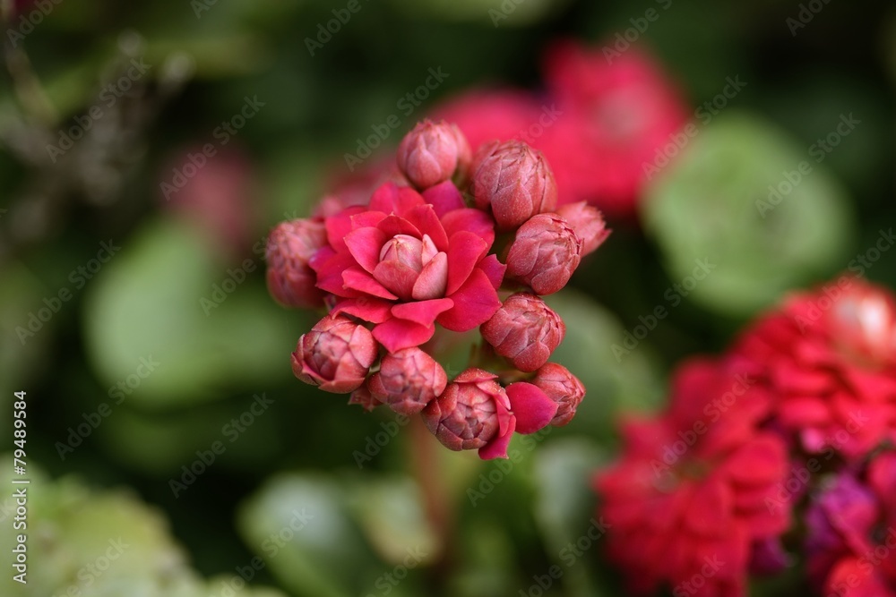 red flowers red flowers