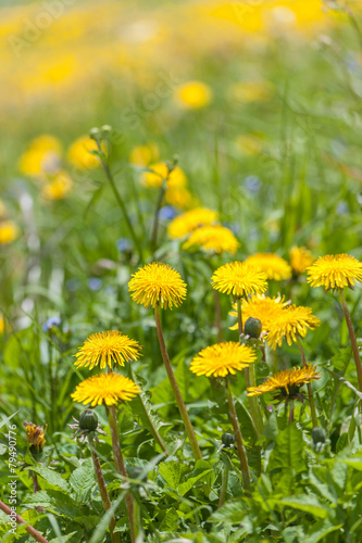 Fototapeta Naklejka Na Ścianę i Meble -  Blumenwiese mit Löwenzahn
