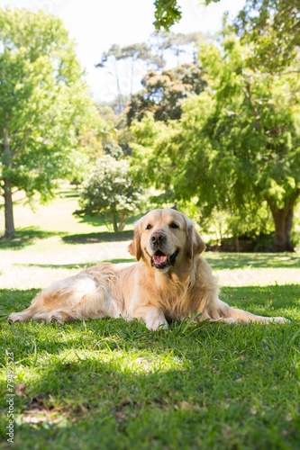 Cute golden retriever in the park