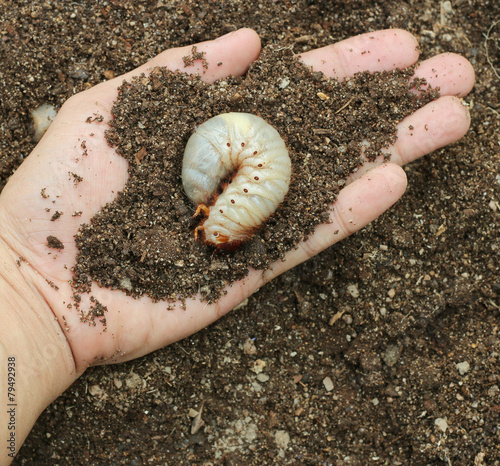 Canvas Print Image of grub worms in the human hand.