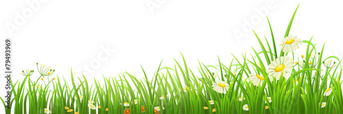 Green grass and flowers on white, vector illustration
