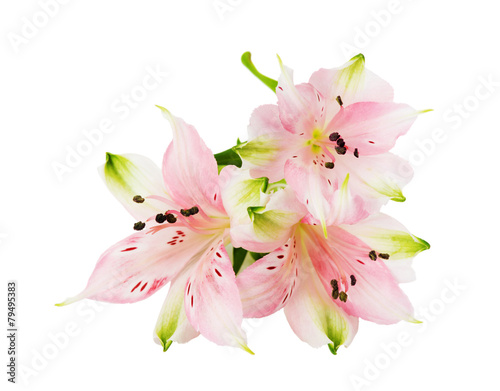 Fototapeta Naklejka Na Ścianę i Meble -  Alstroemeria