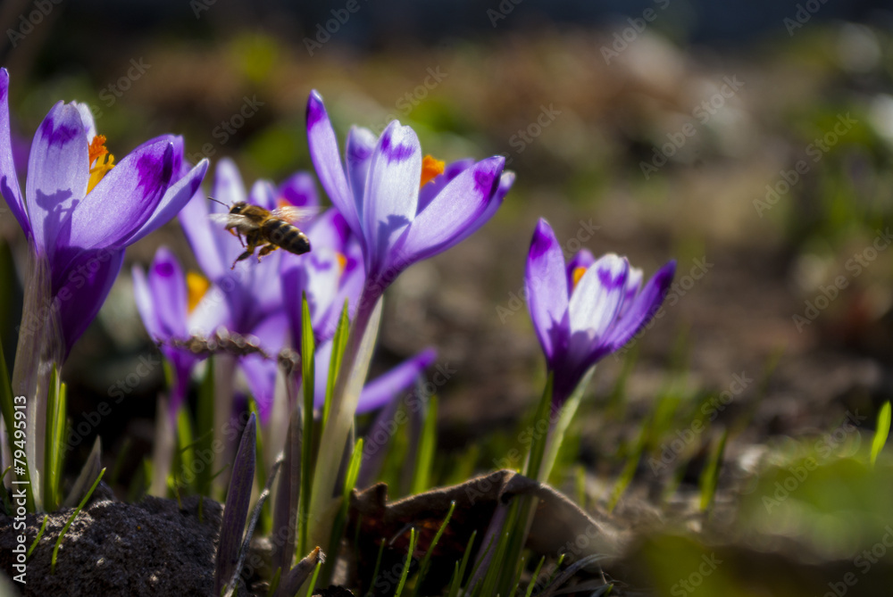 Bee flying to a flower Bee flying to a flower