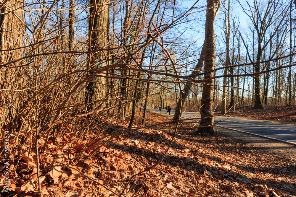 Naklejka premium Running in Viale Cavriga inside the Monza park