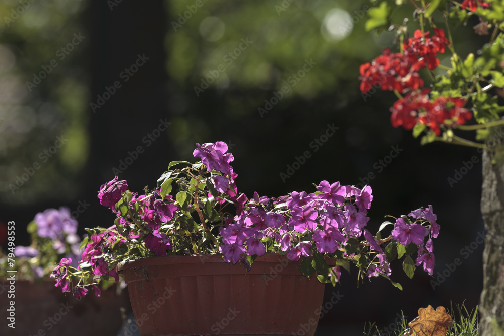 Vaso di fiori viola