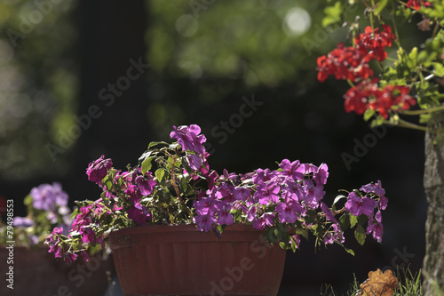 Vaso di fiori viola