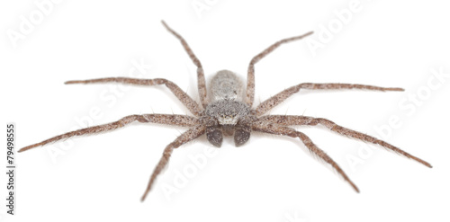 Running crab spider, Philodromidae spider isolated © Henrik Larsson