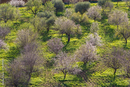 Wallpaper Mural Almond trees in blossom. Almond grove Torontodigital.ca