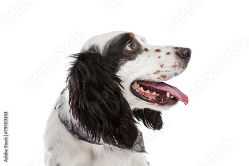 Fototapeta Naklejka Na Ścianę i Meble -  English Setter Dog