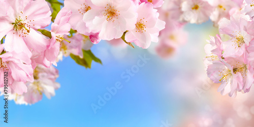 Kirschblüten Hintergrund mit Himmel #79502782