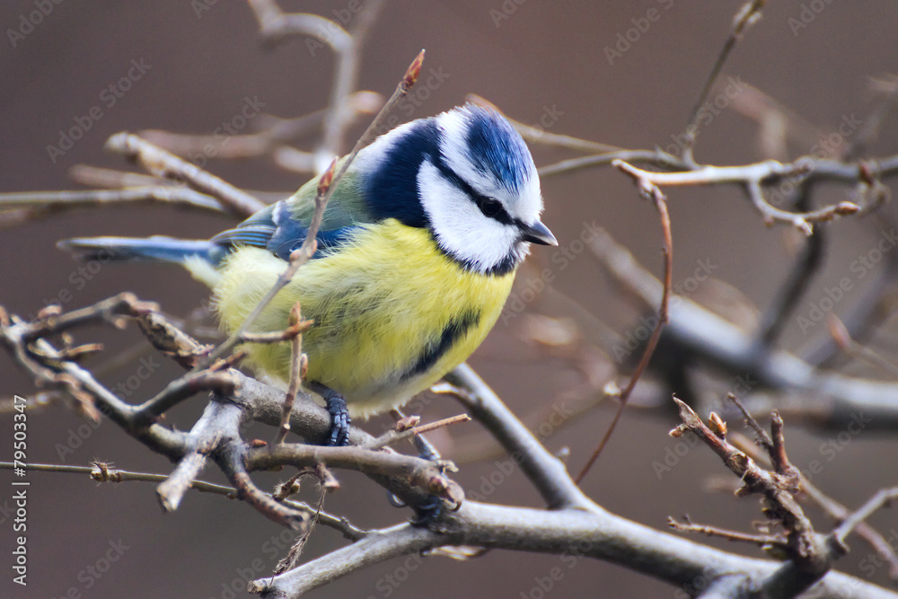 Obraz premium Blue tit