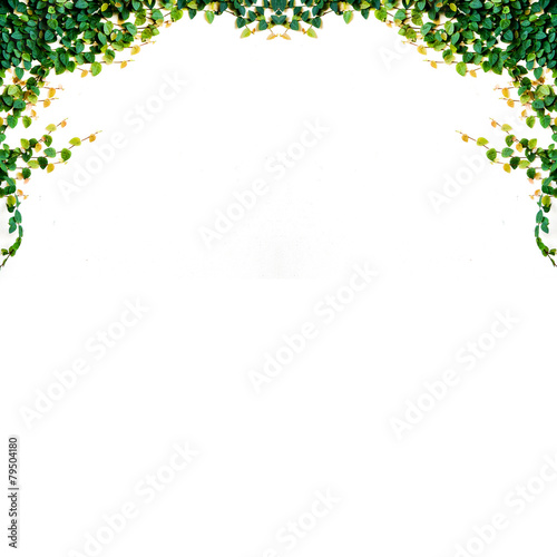 ivy leaves isolated on a white background