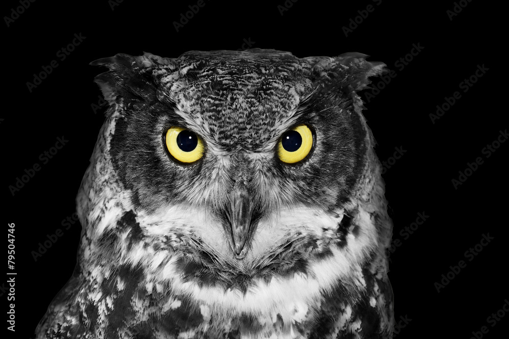 Great Horned owl in BW - obrazy, fototapety, plakaty 