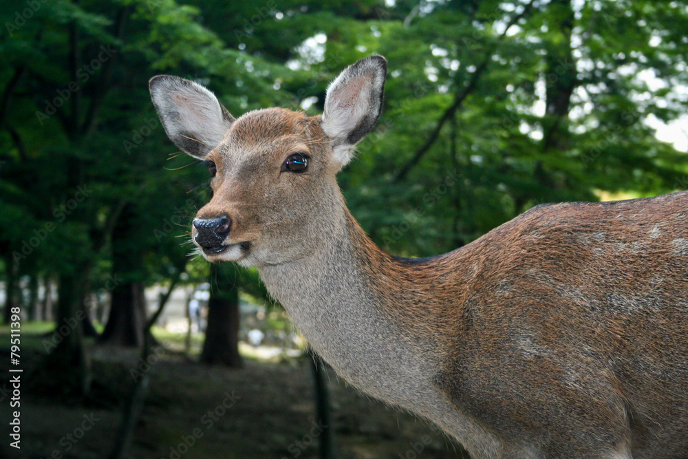 Tame deer wander around the city centre of Nara, Japan. Tame deer wander around the city centre of Nara, Japan.