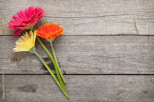 Fototapeta Naklejka Na Ścianę i Meble -  Three colorful gerbera flowers