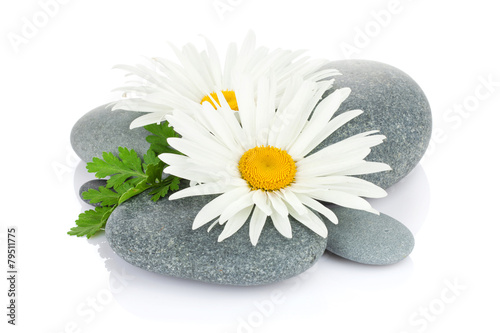 Daisy camomile flower and sea stones