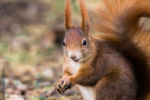 Eichhörnchen lacht © schulzfoto