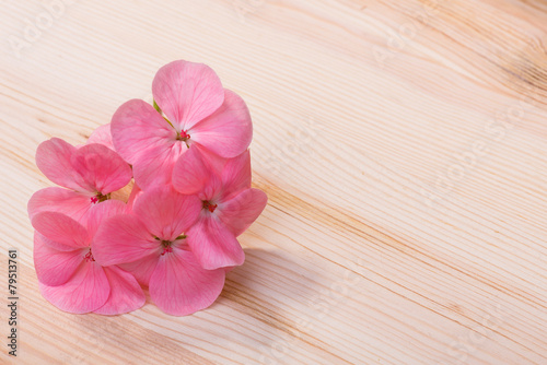 Fototapeta Naklejka Na Ścianę i Meble -  Geranium Pelargonium Flowers