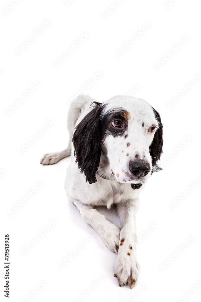 English Setter Dog Portrait English Setter Dog Portrait