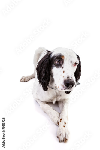 Fototapeta Naklejka Na Ścianę i Meble -  English Setter Dog Portrait