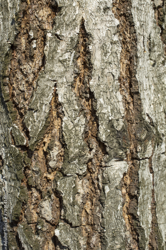 Birch tree bark Birch tree bark