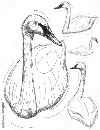 Swan drawings