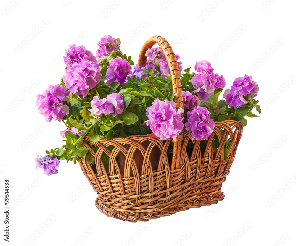 Double petunia in a basket Double petunia in a basket